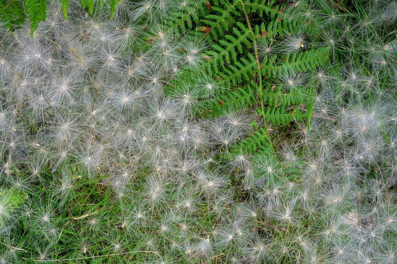 Fern and white fluffy seeds, Killary fjord viewpoint, Bundorragha, County Mayo, Ireland