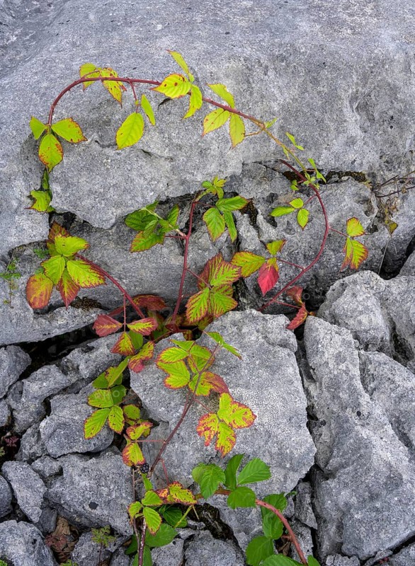 Blackberry vine in the karst landscape of the Burren, Fahee North, Carran, County Clare, Ireland
