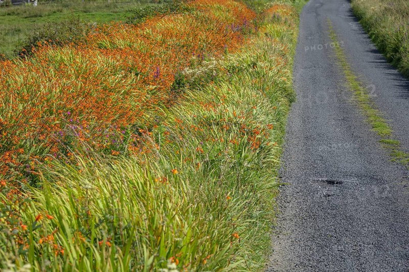 Flowering montbretia (Crocosmia) at the edge of a narrow road, Ireland