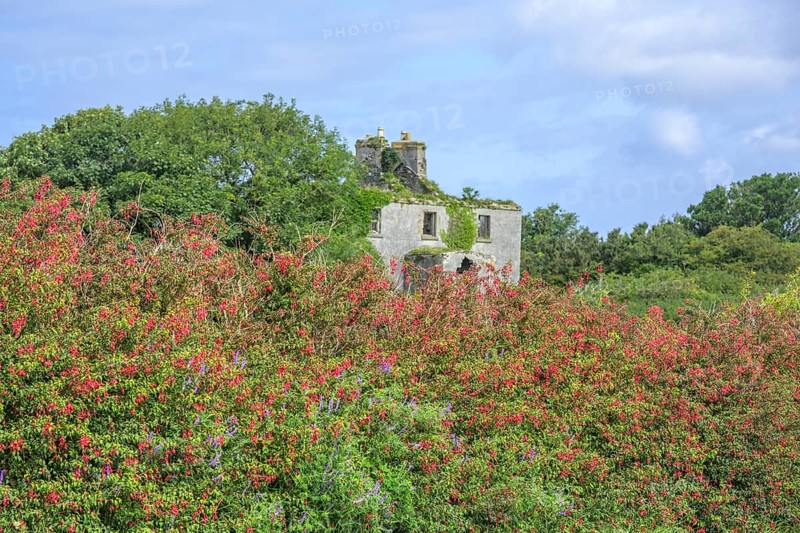 Blooming fuchsia hedge and house ruin, County Galway, Ireland