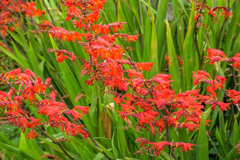 Montbretia (Crocosmia), Glencolumbkille, County Donegal, Ireland