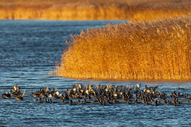 Coots (Fulica atra) fleeing from a white-tailed eagle, panic, fear, flock of birds, Germany