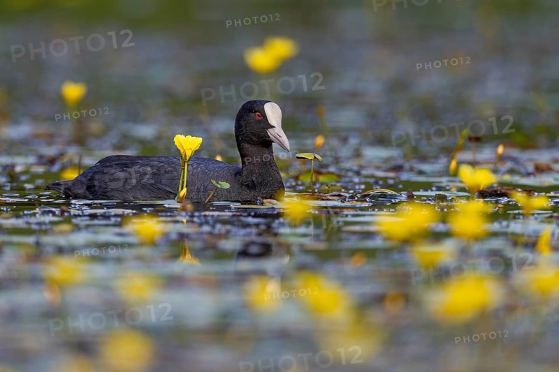 A coot (Fulica atra) foraging among flowering water lilies, yellow, coloured, Germany