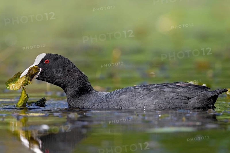 Pond lily pads seem to taste good to the coot (Fulica atra), foraging, Germany