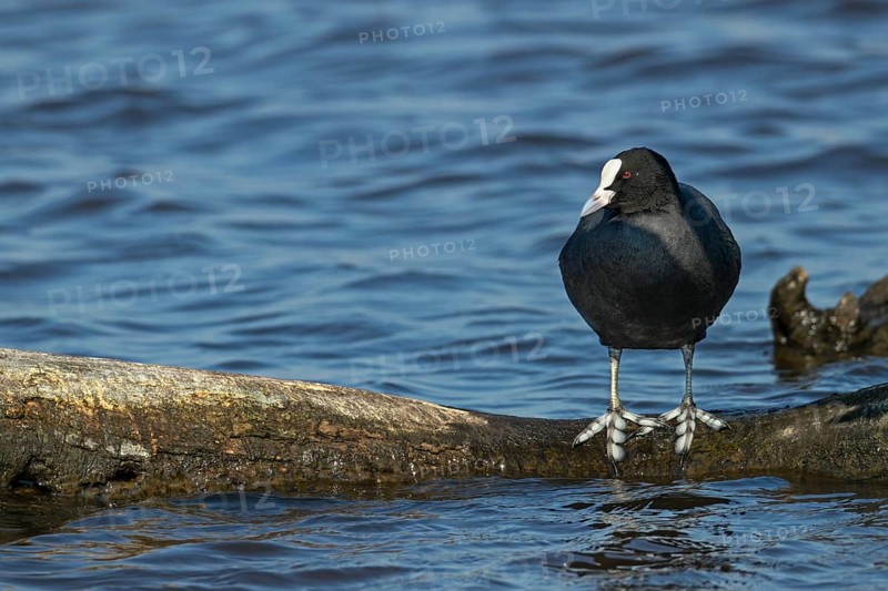The large webbed feet of the coot (Fulica atra) are clearly recognisable, resting, break, Germany