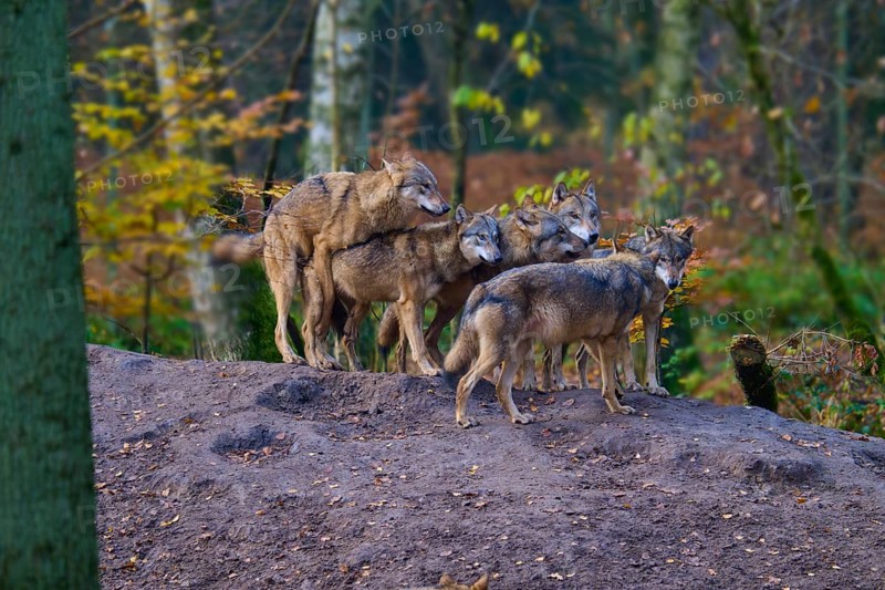 A pack of wolves gathers in autumn forest, Wolf (Canis lupus), Germany