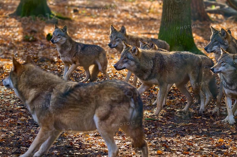 A pack of wolves moves through an autumn forest, Wolf (Canis lupus), Germany