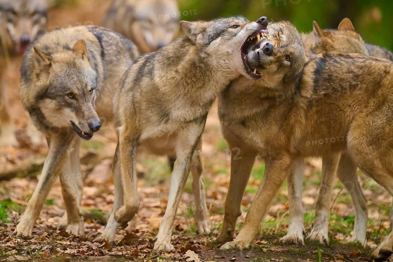 Aggressive behaviour between wolves in a pack in an autumnal forest, wolf (Canis lupus), Germany