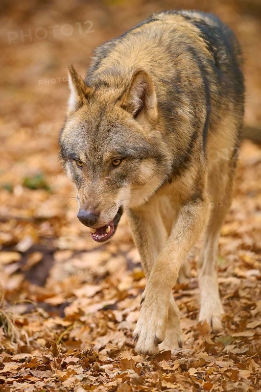 A wolf walks through the forest on a carpet of autumn leaves, Wolf (Canis lupus), Germany