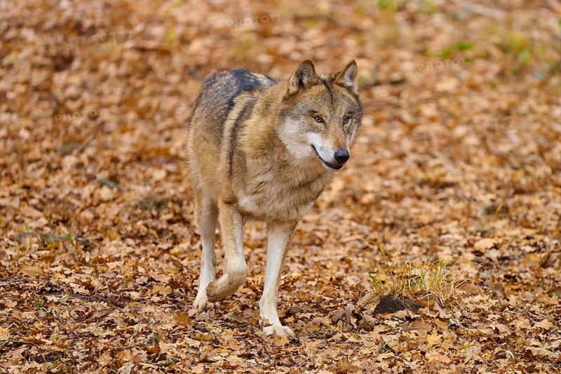 A standing wolf in autumn forest on dry leaves, Wolf (Canis lupus), Germany