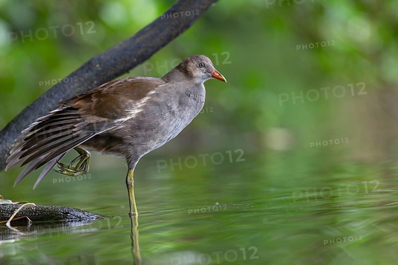Moorhen (Gallinula chloropus) fledgling resting on a branch, stretching, stretching, Germany