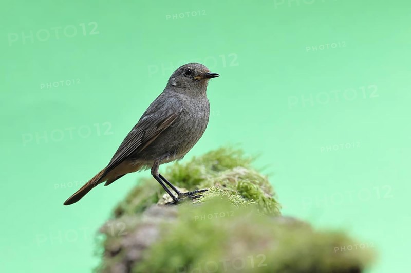 Black redstart (Phoenicurus ochruros), female on a moss-covered tree stump in a garden, Wilnsdorf, North Rhine-Westphalia, Germany