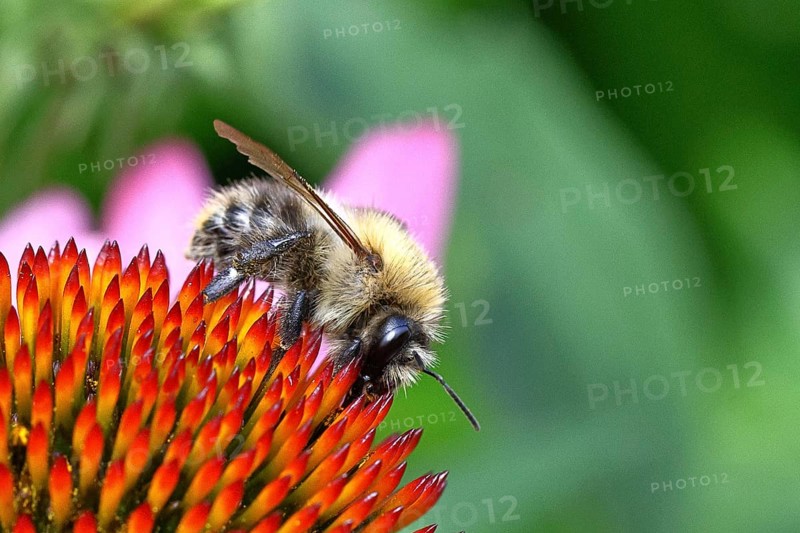 Field bumblebee (Bombus pascuorum), collecting nectar on a purple coneflower (Echinacea purpurea), close-up, Wilnsdorf, North Rhine-Westphalia, Germany