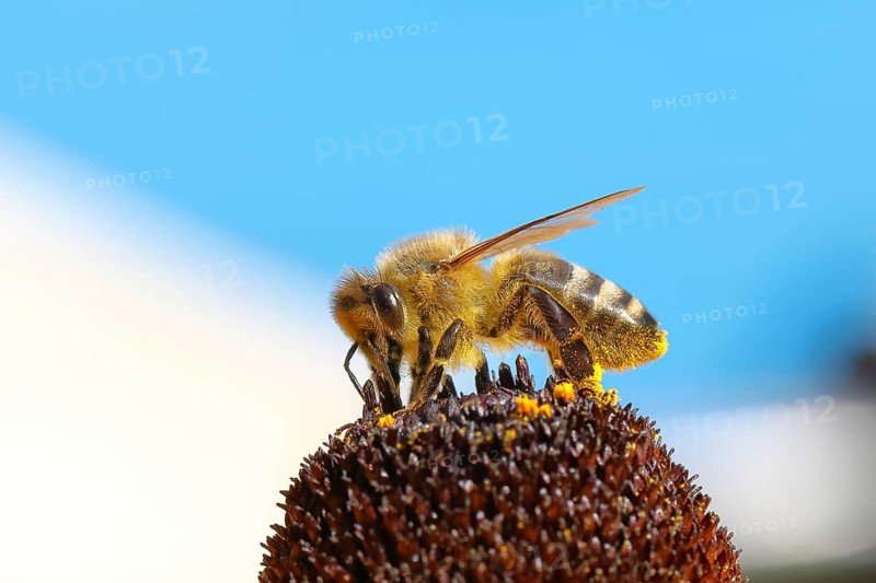 European honey bee (Apis mellifera), collecting nectar from a flower of the yellow coneflower (Echinacea paradoxa), covered with pollen on the body, macro photograph, Wilnsdorf, North Rhine-Westphalia, Germany
