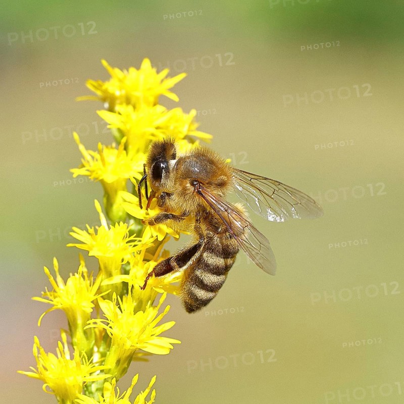 European honey bee (Apis mellifera), collecting nectar from a yellow goldenrod (Solidago) flower, macro photograph, Wilnsdorf, North Rhine-Westphalia, Germany