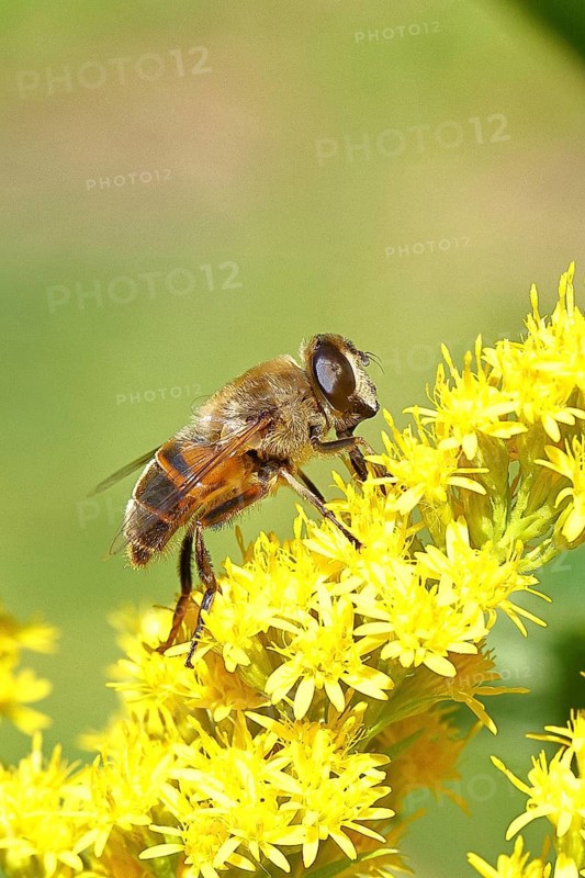 Dung bee (Eristalis tenax), collecting nectar from a yellow flower of goldenrod (Solidago), in a garden, Wilnsdorf, North Rhine-Westphalia, Germany