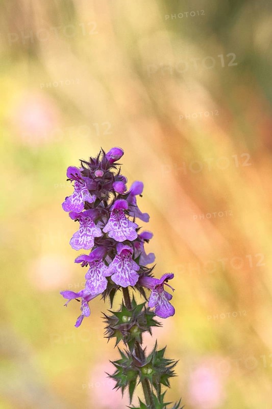 Forest willow (Stachys sylvatica), flower, inflorescence on a forest path, the plant was formerly also used as a medicinal plant (Herba Lamii sylvatici foetidi), Wilnsdorf, North Rhine-Westphalia, Germany