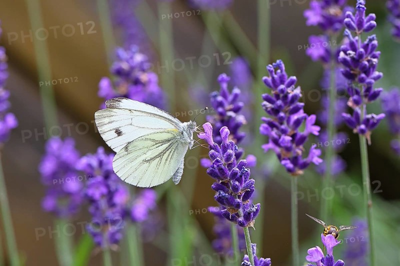 A Cabbage butterfly (Pieris brassicae) sucking nectar on the flower of true lavender (Lavandula angustifolia), in a natural environment in a garden, nice bokeh in the background, close-up, wildlife, insects, butterflies, butterflies, Wilnsdorf, North Rhine-Westphalia, Germany