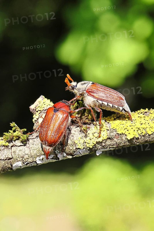 May beetle, wood cockchafer (Melolontha hippocastani), male and female, on a lichen-covered branch, pair of animals, close-up, Wilnsdorf, North Rhine-Westphalia, Germany