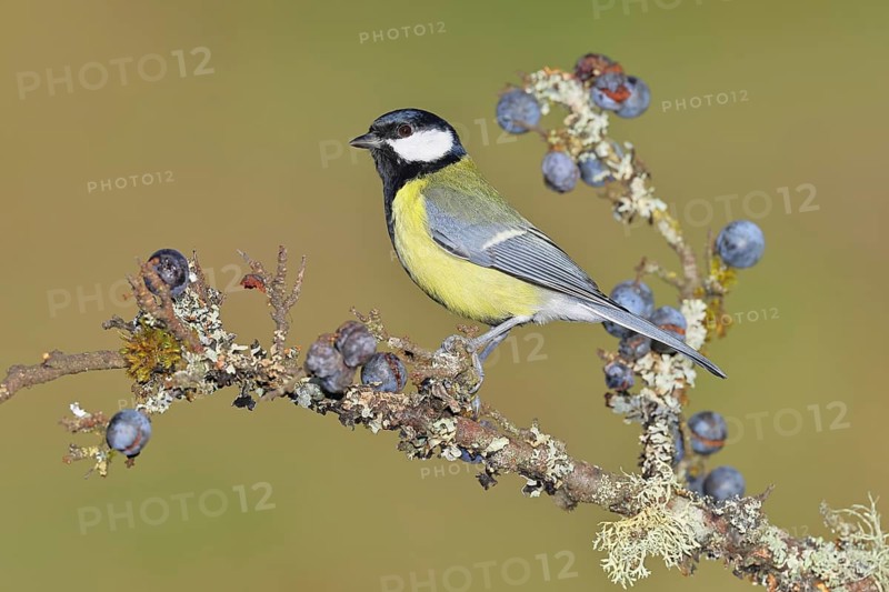Great tit (Parus major), sitting on a branch in a blackthorn bush, (Prunus spinosa), sloes, with ripe fruit, autumn, wildlife, animals, tit family, songbird, birds, Wilnsdorf, North Rhine-Westphalia, Germany