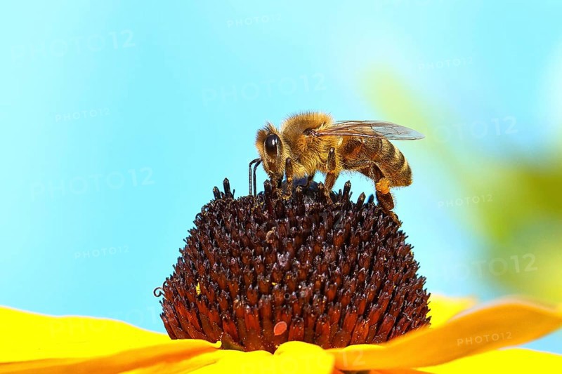 European honey bee (Apis mellifera), collecting nectar from a flower of the yellow coneflower (Echinacea paradoxa), macro photograph, Wilnsdorf, North Rhine-Westphalia, Germany