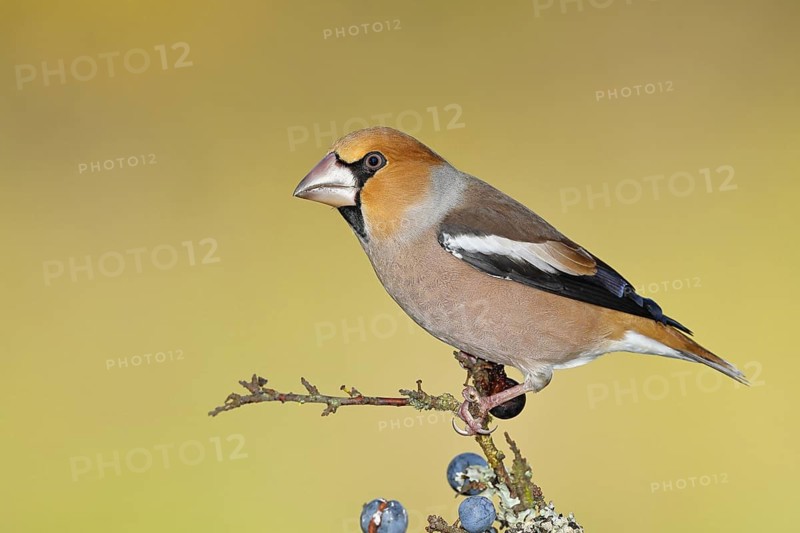Hawfinch (Coccothraustes coccothraustes), male, sitting on a branch in a blackthorn bush, (Prunus spinosa), sloes, with ripe fruit, autumn, wildlife, animals, finch family, songbirds, birds, Wilnsdorf, North Rhine-Westphalia, Germany
