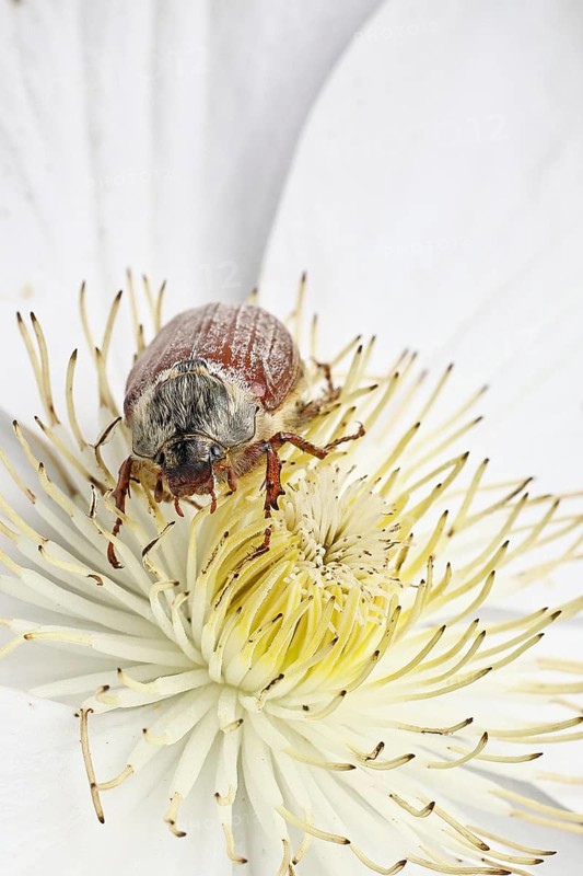 Cockchafer, field cockchafer (Melolontha melolontha), female on a clematis flower, Wilnsdorf, North Rhine-Westphalia, Germany