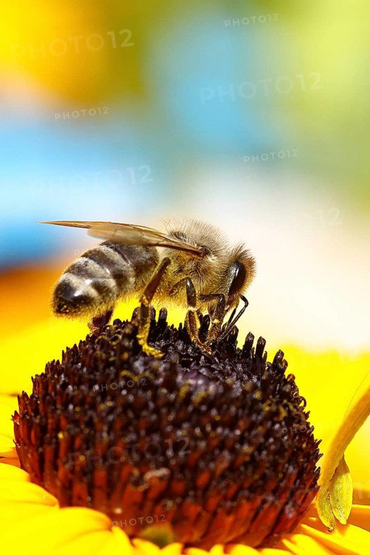 European honey bee (Apis mellifera), collecting nectar from a flower of the yellow coneflower (Echinacea paradoxa), macro photograph, Wilnsdorf, North Rhine-Westphalia, Germany