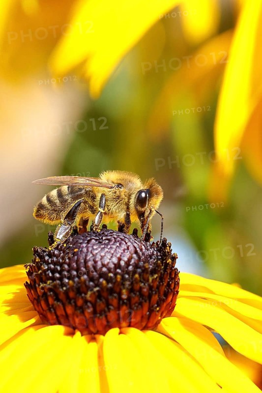 European honey bee (Apis mellifera), collecting nectar from a flower of the yellow coneflower (Echinacea paradoxa), covered with pollen on the body, macro photograph, Wilnsdorf, North Rhine-Westphalia, Germany