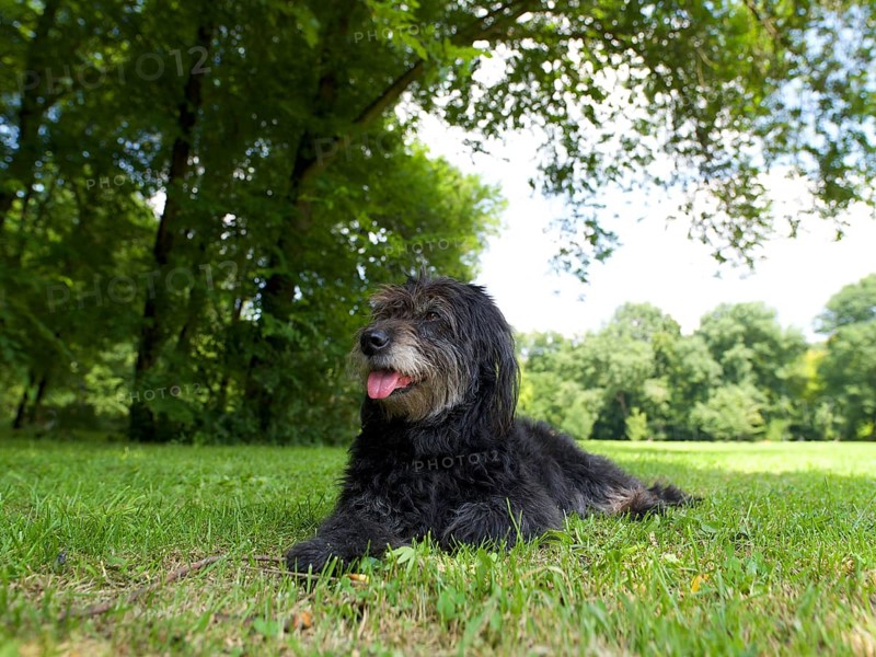 Mischlingshund lying in the grass, Englischer Garten, Munich, Bavaria, Germany