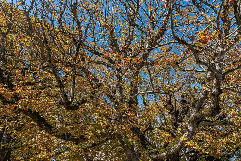 Chestnut tree with autumn leaves