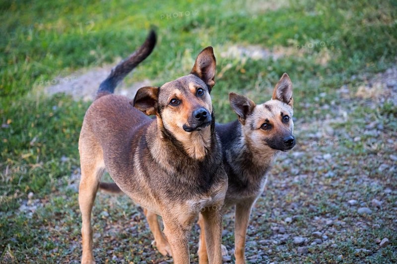 Two dogs stand attentively on a grassy path, with curious eyes and attentive ears in natural surroundings, stray dogs, female and male dogs, Lorikeet province, Armenia