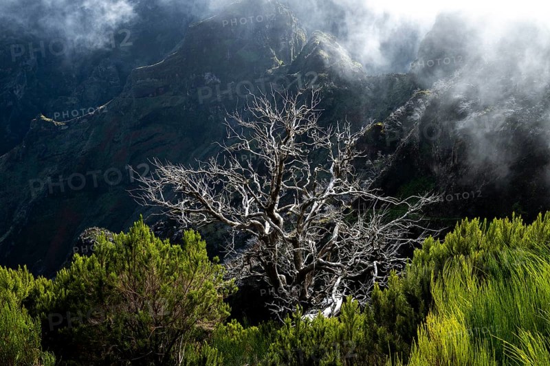 Burnt trees in fog, along hiking trail PR 1, 2 to Pico Ruivo, fog, Madeira, Portugal