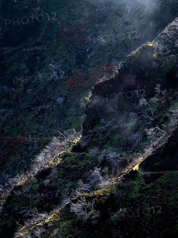 Burnt trees in fog, along hiking trail PR 1, 2 to Pico Ruivo, fog, Madeira, Portugal