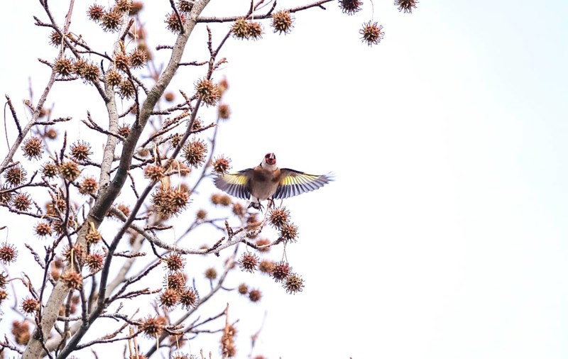 Goldfinch in flight, sweet gum tree, winter, Germany