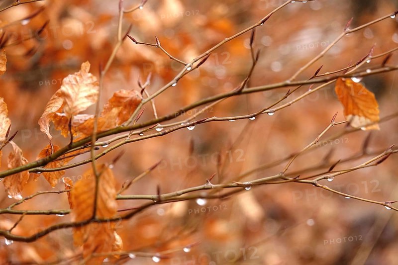 Beech branches with drops of water, late autumn, Germany