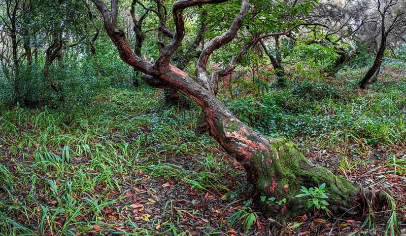 Laurel trees (Ocotea foetens) overgrown with moss and plants, old laurel forest, Laurisilva, Madeira, Portugal