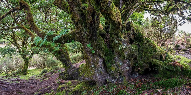 Laurel trees (Ocotea foetens) overgrown with moss and plants, old laurel forest, Laurisilva, Madeira, Portugal