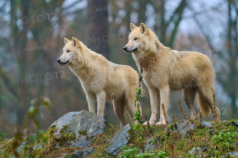 Two wolves standing in the rain on rocky ground in a misty and autumnal forest scenery, Arctic wolf (Canis lupus arctos), Germany