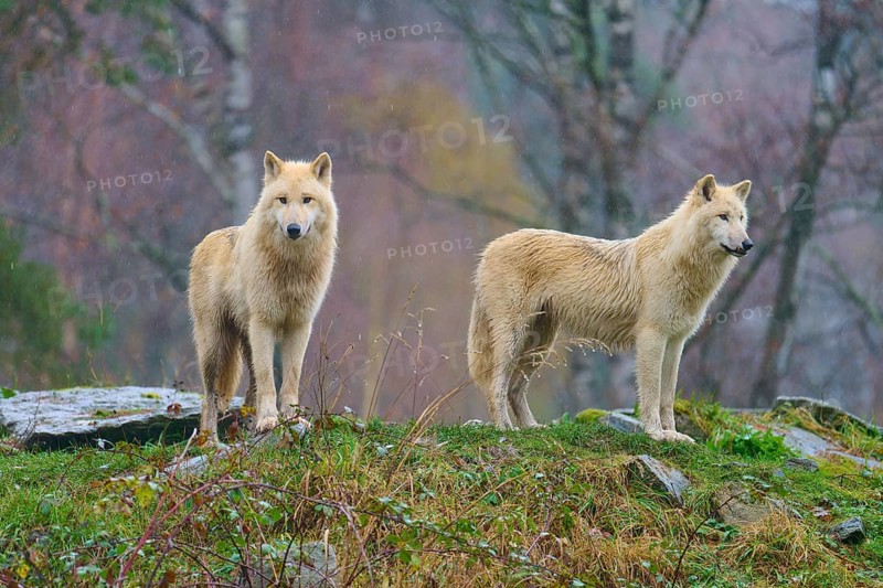 Wolves stand in a misty forest, surrounded by saturated autumn colours and damp ground in the rain, Arctic wolf (Canis lupus arctos), Germany