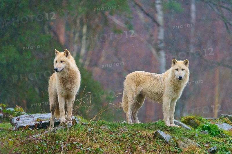 Two white wolves standing vigil in the rain in a foggy and humid autumn environment, Arctic wolf (Canis lupus arctos), Germany