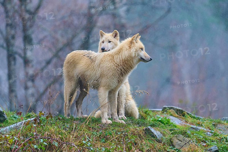 One wolf leaning against another in the rain in a misty autumn landscape full of soft sounds, Arctic wolf (Canis lupus arctos), Germany