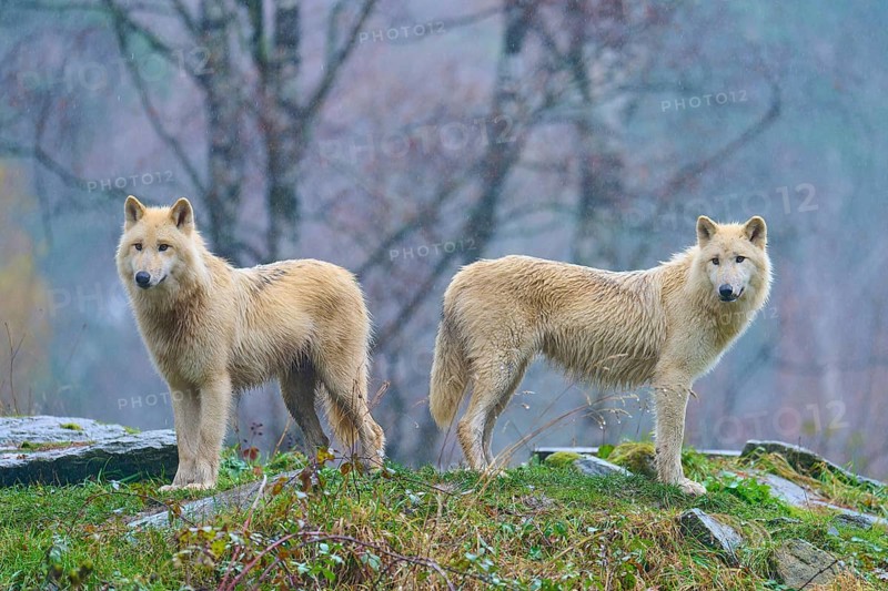 Two white wolves in the rain in a misty autumn forest, surrounded by damp leaves and dull colours, Arctic wolf (Canis lupus arctos), Germany
