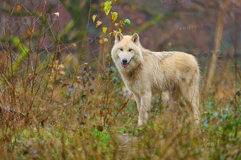 A wolf stands in autumn forest, surrounded by foliage and thin branches, Arctic wolf (Canis lupus arctos), Germany