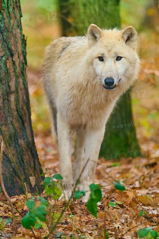 Wolf standing quietly in autumn forest next to tree, Arctic wolf (Canis lupus arctos), Germany