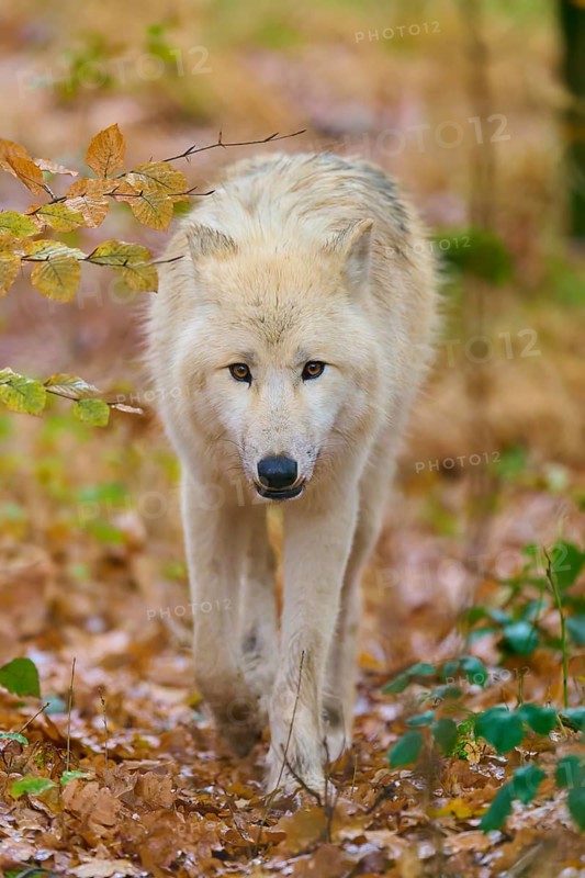 Wolf with intense gaze running through deciduous forest, Arctic wolf (Canis lupus arctos), Germany