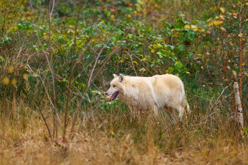 A wolf walks through an autumnal forest landscape with dense green and brown leaves, Arctic wolf (Canis lupus arctos), Germany