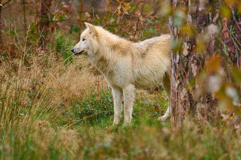 A beige-grey wolf looks to the side in a natural, autumnal forest area, Arctic wolf (Canis lupus arctos), Germany