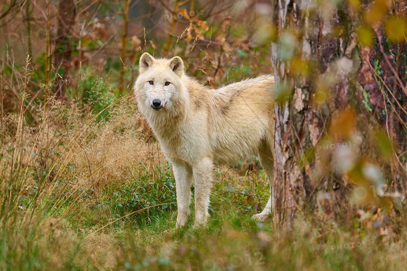 A wolf stands in front of dense bushes in an autumnal forest and looks curiously, Arctic wolf (Canis lupus arctos), Germany
