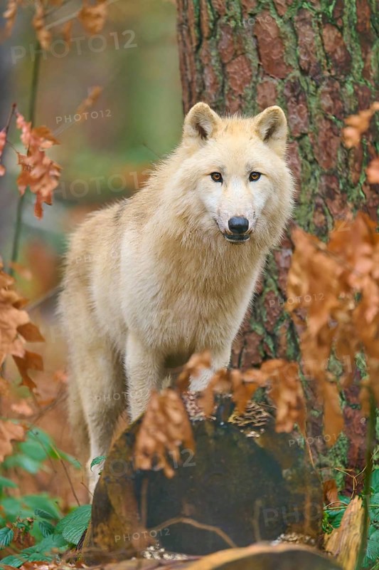 A wolf stands on a tree stump in autumn forest and looks alert, Arctic wolf (Canis lupus arctos), Germany